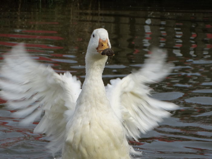 DSC09482 - Rate comune 2