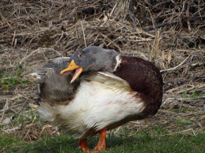 DSC09490 - Rate comune 2