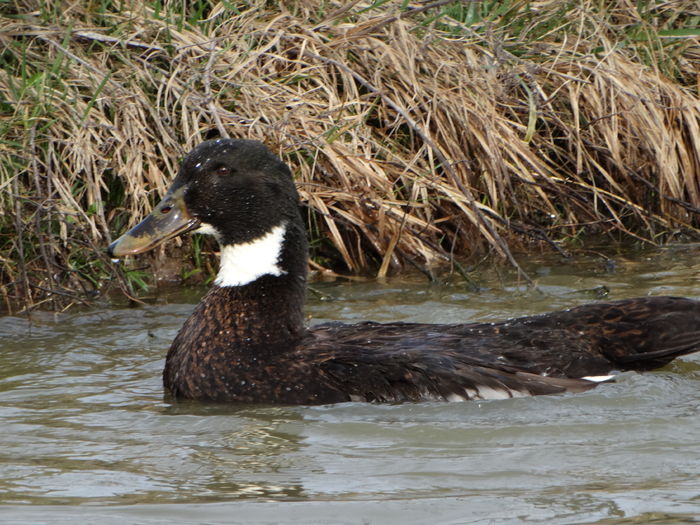 DSC09495 - Rate comune 2