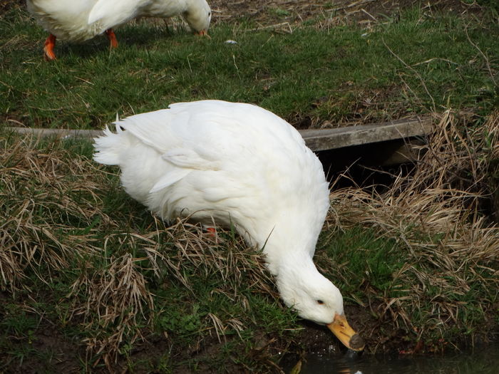 DSC09500 - Rate comune 2