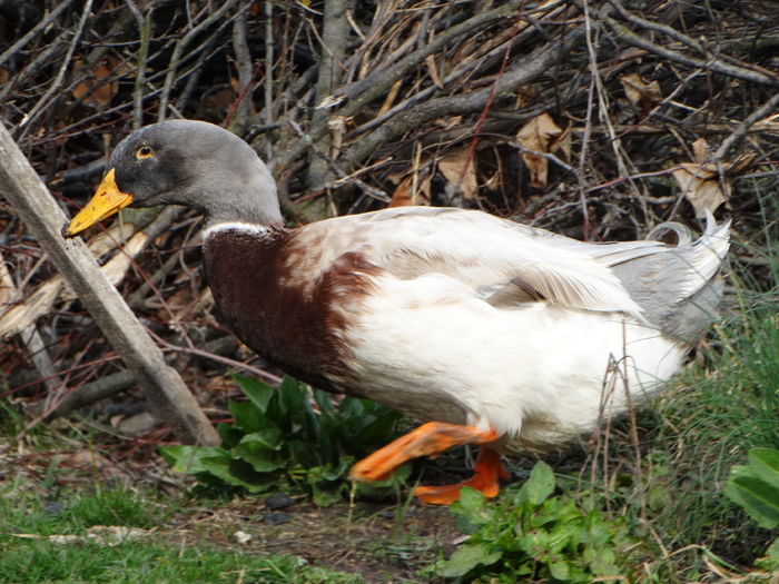 DSC09507 - Rate comune 2