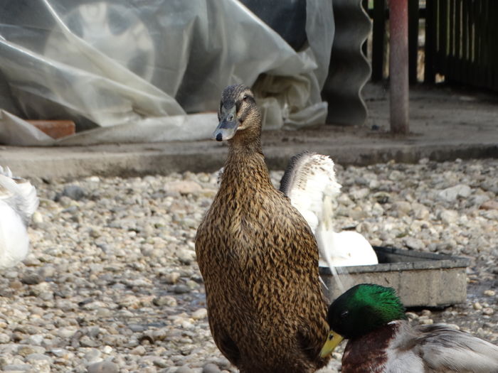 DSC09541 - Rate comune 2