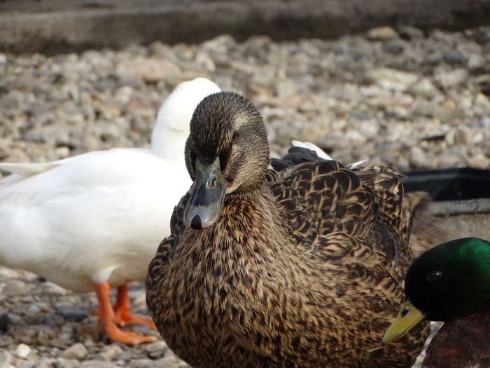 DSC09543 - Rate comune 2