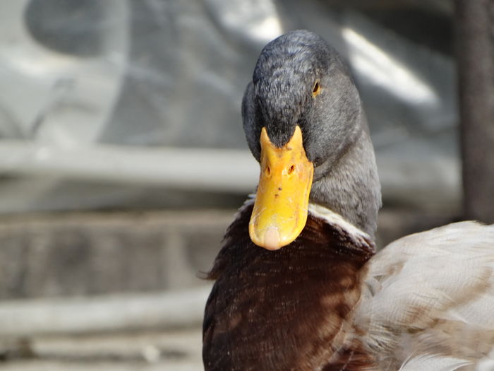 DSC09549 - Rate comune 2