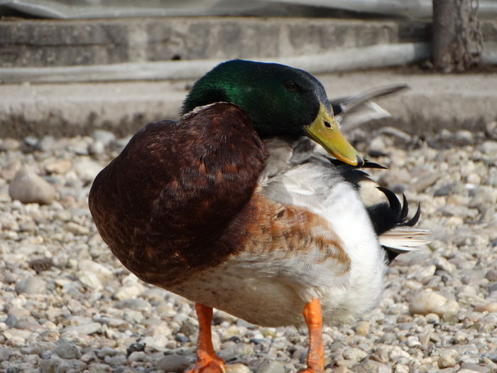 DSC09526 - Rate comune 2