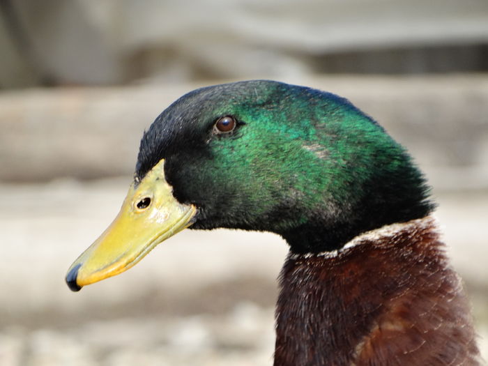 DSC09537 - Rate comune 2