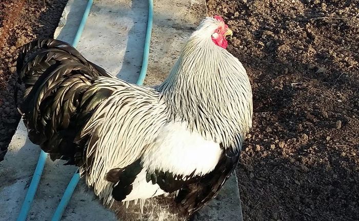 herm inchis martie 16