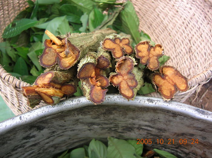 Banisteriopsis caapi