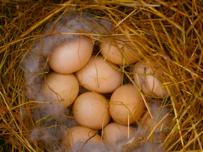 10 oua si ar cam fi cazul sa puna la clocit - VOLIERELE SI CUSTILE RATELOR