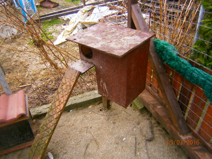 cuibar mandarina standard; pereche 2015 care trebuia vanduta dar...sa pus pe treaba
