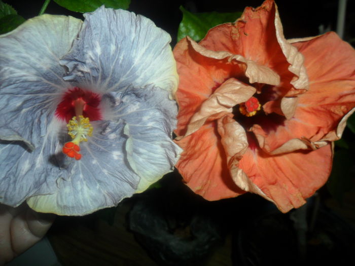 calm ocean si paper tree