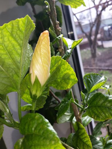 07 Mar.2016 - tahitian lavender pastel