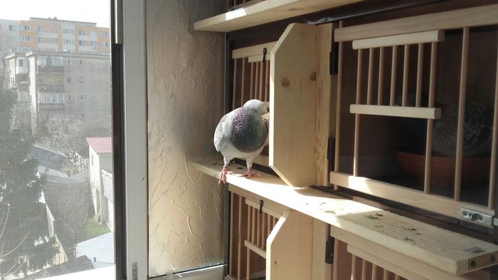 IMG-20160307-WA0028 - PENTRU CRESCATORII CARE SE RESPECTA