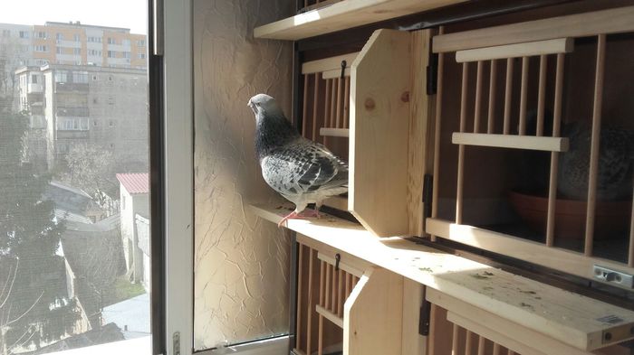 IMG-20160307-WA0026 - PENTRU CRESCATORII CARE SE RESPECTA