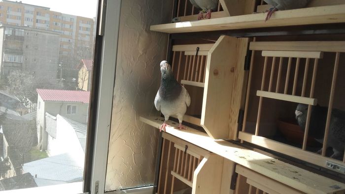 IMG-20160307-WA0025 - PENTRU CRESCATORII CARE SE RESPECTA