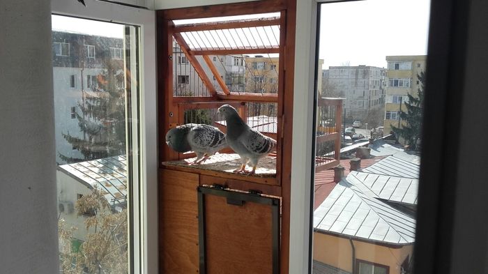 IMG-20160307-WA0000 - PENTRU CRESCATORII CARE SE RESPECTA