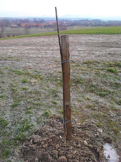 Plantare februarie 2013; 100 cm la plantare. Puieti produ%u0219i
