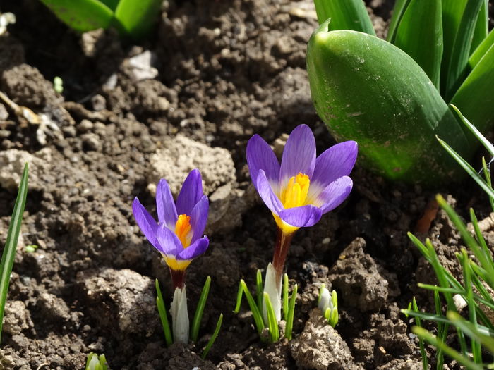 tricolorii cam firavi