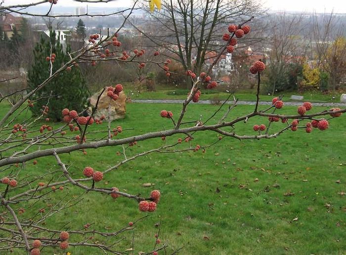 Cudrania Tricuspidata -fructe - a- copaci si plante diverse pt Romania