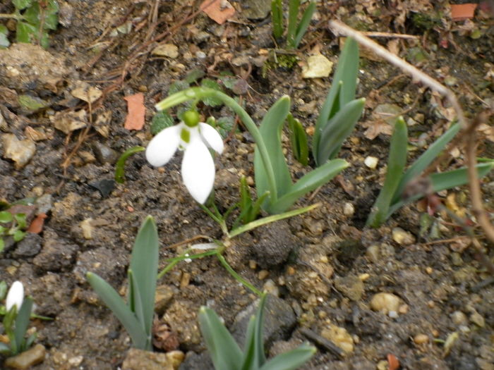 Ghiocei ianuarie 2016