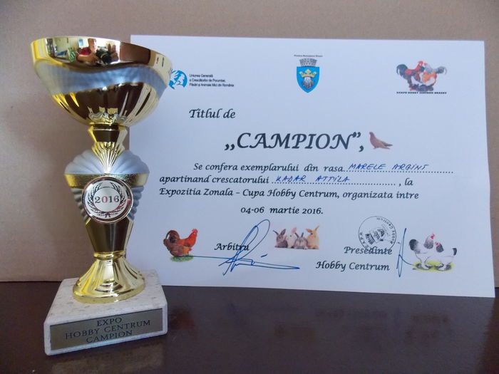 95,5 PC CAMPION FEMELA - ADRESA-CONTACT-0743706184