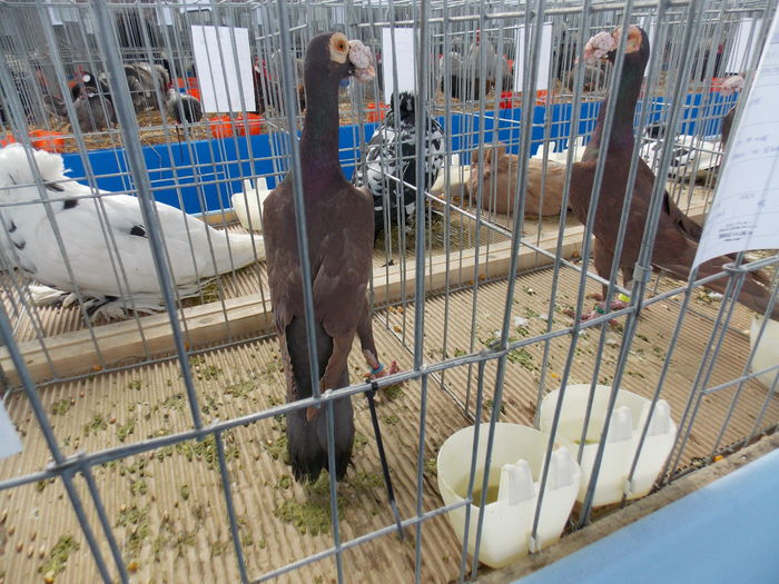 DSCN1404 - EXPO-2016-HOBBY CENTRUM BV
