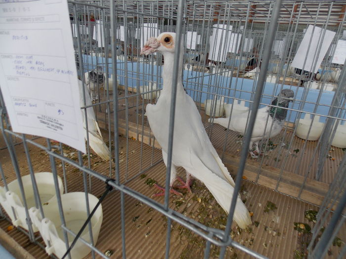 DSCN1406 - EXPO-2016-HOBBY CENTRUM BV
