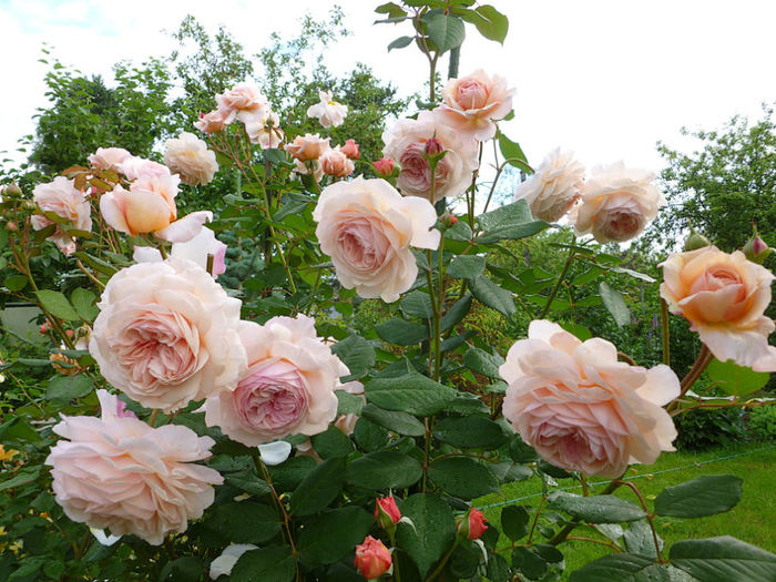 A shropshire lad - REZOLVAT; Catarator ,plantat in primavara  2016
