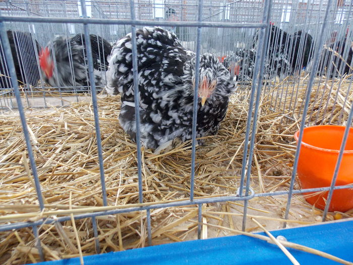 DSCN1425 - EXPO-2016-HOBBY CENTRUM BV