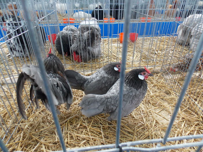 DSCN1426 - EXPO-2016-HOBBY CENTRUM BV