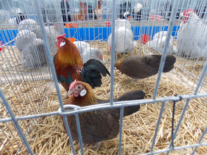 DSCN1428 - EXPO-2016-HOBBY CENTRUM BV