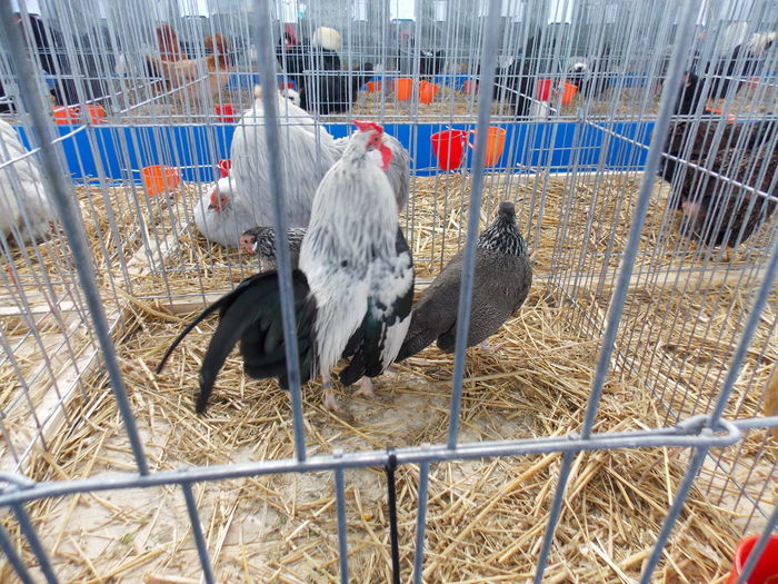 DSCN1429 - EXPO-2016-HOBBY CENTRUM BV