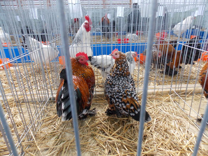 DSCN1436 - EXPO-2016-HOBBY CENTRUM BV