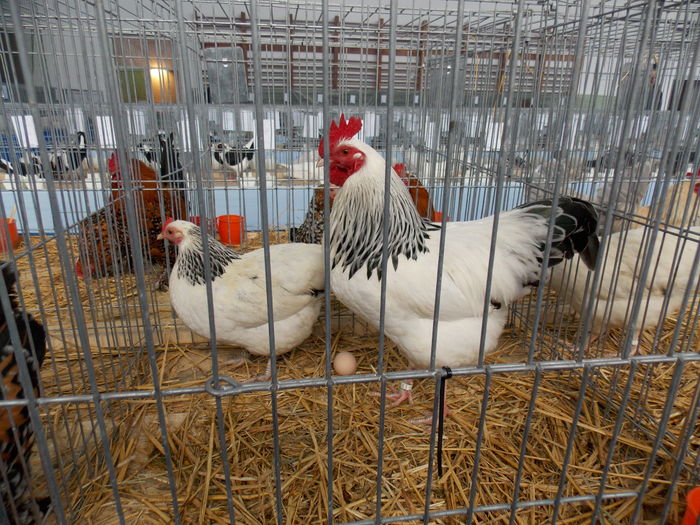 DSCN1438 - EXPO-2016-HOBBY CENTRUM BV