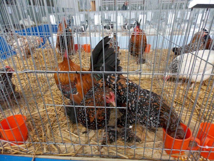 DSCN1439 - EXPO-2016-HOBBY CENTRUM BV