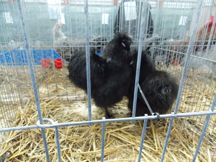 DSCN1442 - EXPO-2016-HOBBY CENTRUM BV