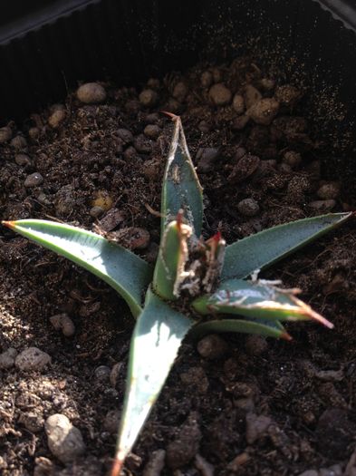 Agave poliantiflora - Colectia mea de agave