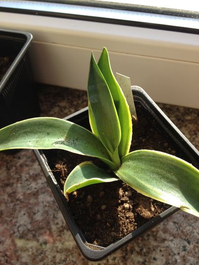 Agave des methane variegata