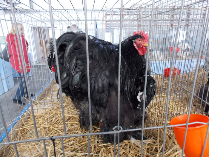 DSCN1469 - EXPO-2016-HOBBY CENTRUM BV