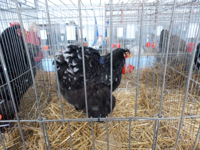DSCN1470 - EXPO-2016-HOBBY CENTRUM BV