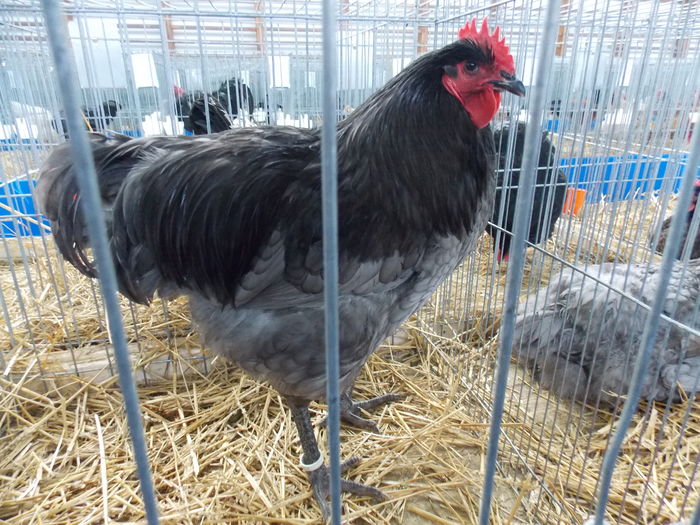 DSCN1475 - EXPO-2016-HOBBY CENTRUM BV