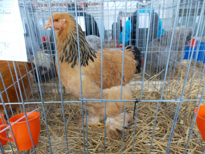 DSCN1477 - EXPO-2016-HOBBY CENTRUM BV