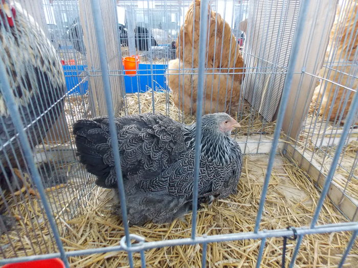 DSCN1484 - EXPO-2016-HOBBY CENTRUM BV