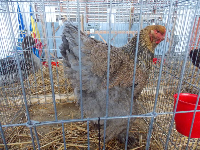 DSCN1487 - EXPO-2016-HOBBY CENTRUM BV