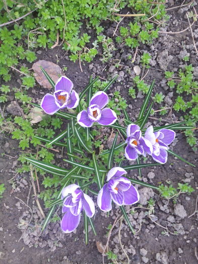 crocusi