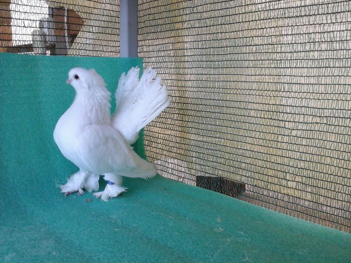 M 2013, A919, vandut