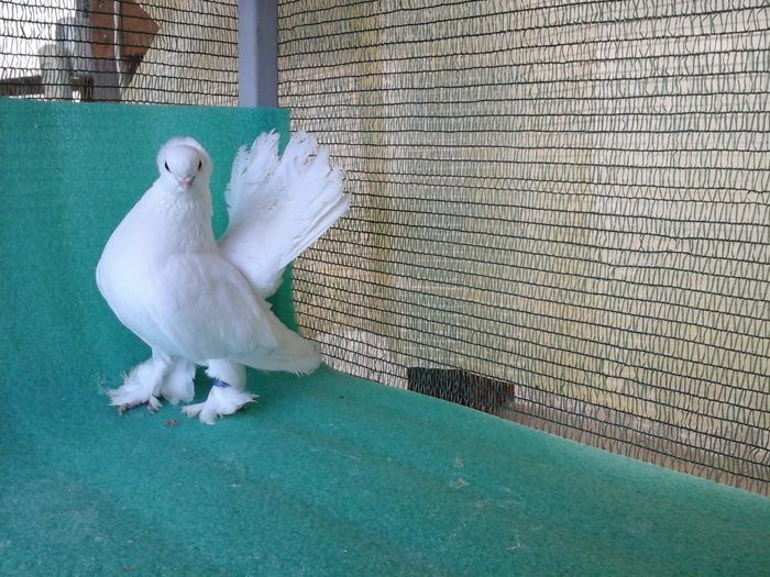 M 2013, A919, vandut