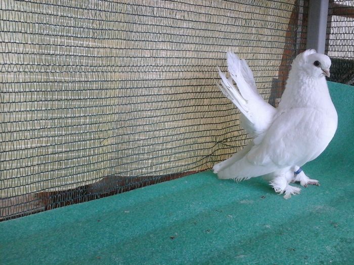 M 2013, A919, vandut