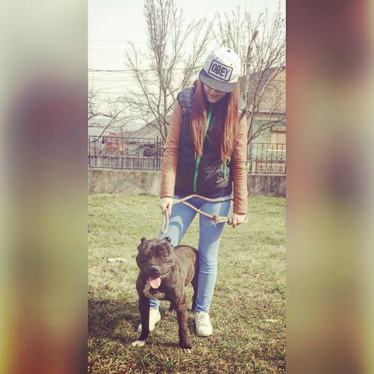 Blacky - Blacky  mascul PITBULL pentru monta