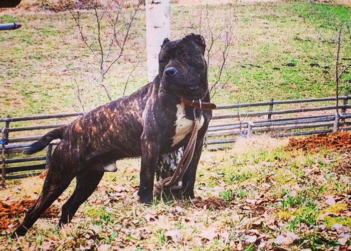 Blacky - Blacky  mascul PITBULL pentru monta